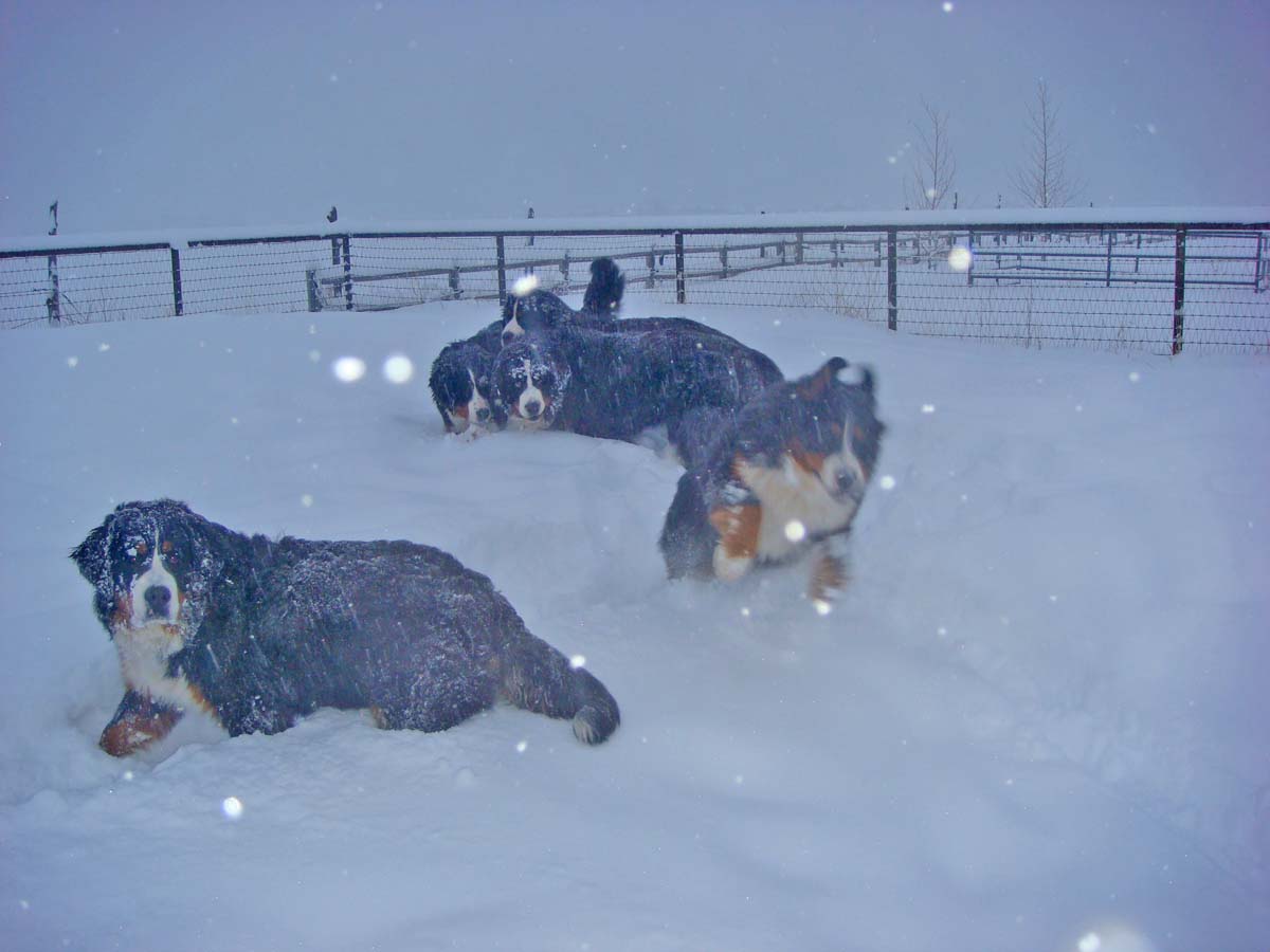 Bernese snow